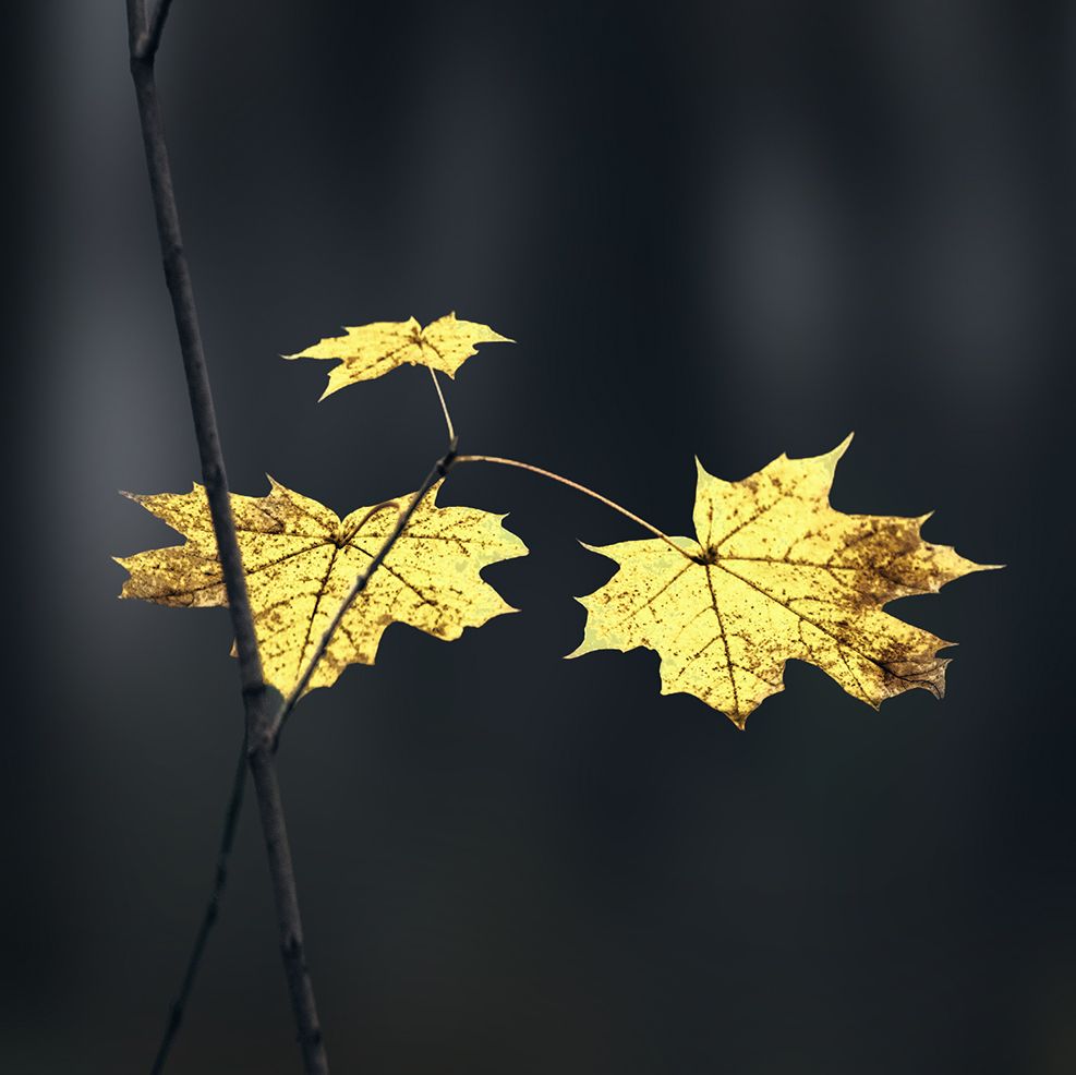 Immagine Autumn LUTs